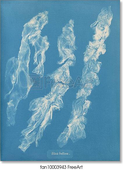 Free art print of Ulva bullosa by Anna Atkins