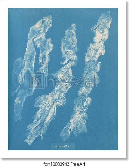 Free art print of Ulva bullosa by Anna Atkins Free art print of Ulva bullosa by Anna Atkins