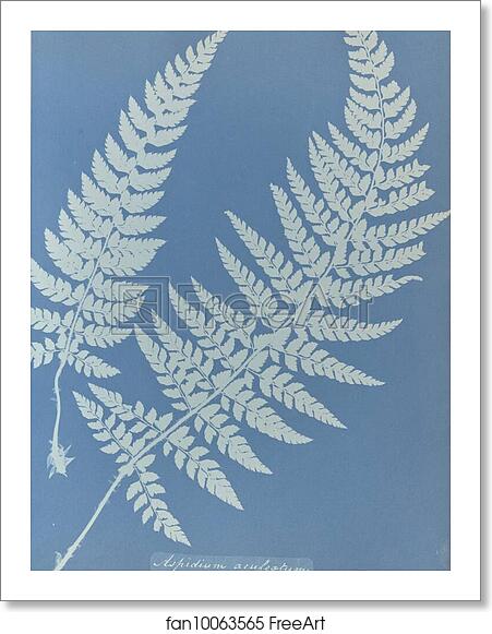 Free art print of Aspidium aculeatum, British by Anna Atkins