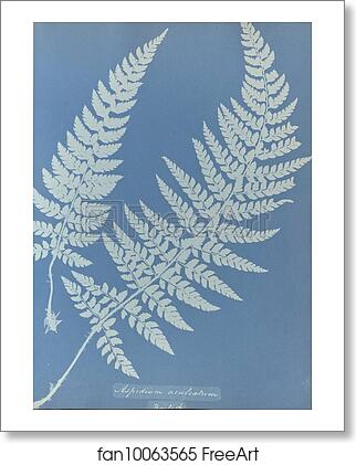Free art print of Aspidium aculeatum, British by Anna Atkins Free art print of Aspidium aculeatum, British by Anna Atkins