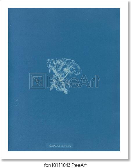 Free art print of Vaucheria racemosa by Anna Atkins