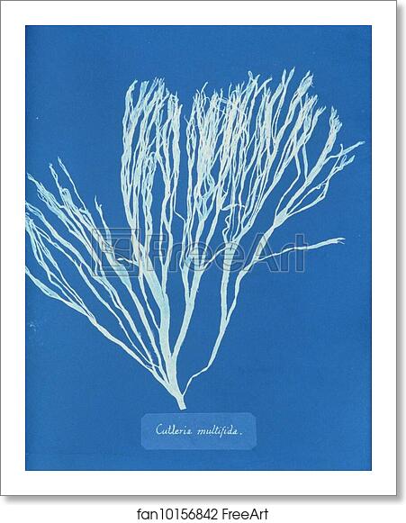 Free art print of Cutleria multifida by Anna Atkins