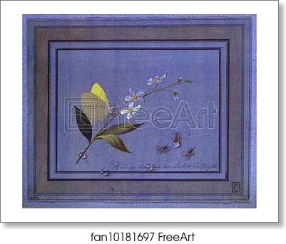 Free art print of Flower, Butterfly and Flies by Count Feodor Tolstoy