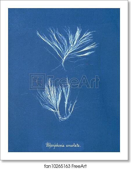 Free art print of Polysiphonia urceolata by Anna Atkins Free art print of Polysiphonia urceolata by Anna Atkins