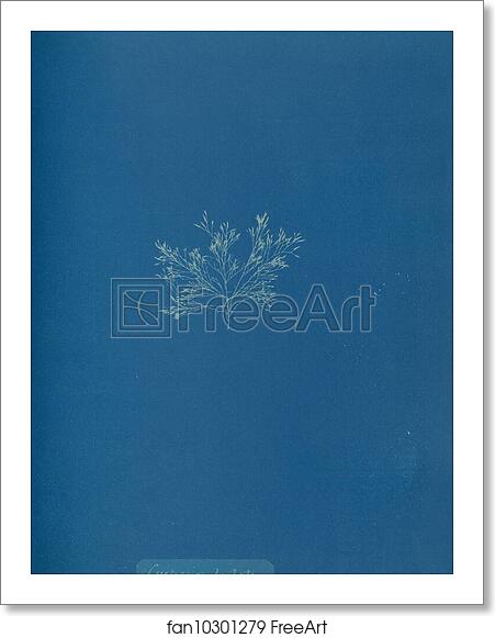 Free art print of Cystoseira barbata by Anna Atkins Free art print of Cystoseira barbata by Anna Atkins