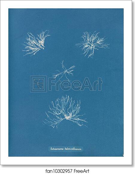 Free art print of Schizonema helminthosum by Anna Atkins