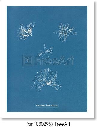 Free art print of Schizonema helminthosum by Anna Atkins Free art print of Schizonema helminthosum by Anna Atkins