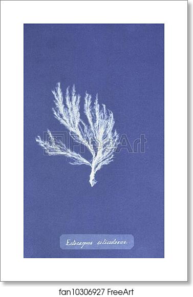 Free art print of Ectocarpus siliculosus by Anna Atkins Free art print of Ectocarpus siliculosus by Anna Atkins