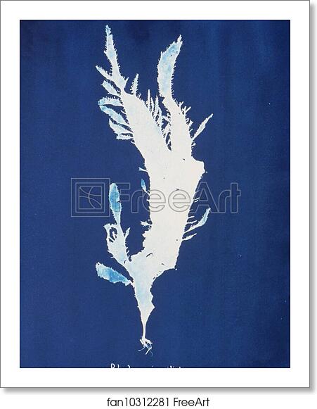 Free art print of Rhodomenia ciliata by Anna Atkins