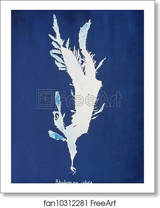 Free art print of Rhodomenia ciliata by Anna Atkins Free art print of Rhodomenia ciliata by Anna Atkins