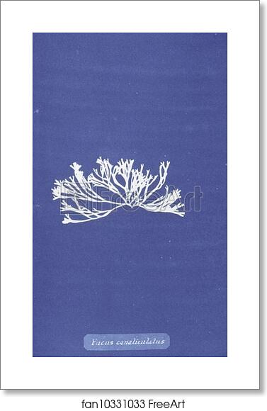 Free art print of Fucus canaliculatus by Anna Atkins