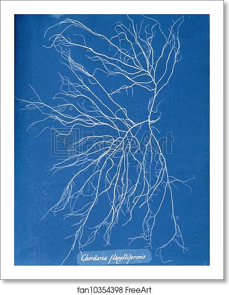 Free art print of Chordaria flagelliformis by Anna Atkins