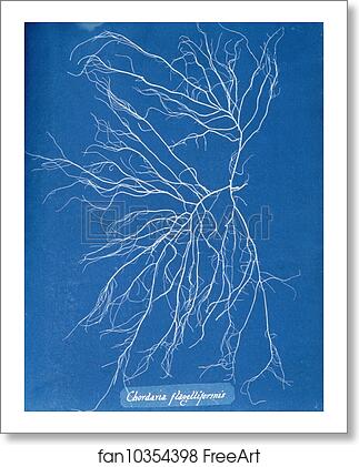 Free art print of Chordaria flagelliformis by Anna Atkins Free art print of Chordaria flagelliformis by Anna Atkins