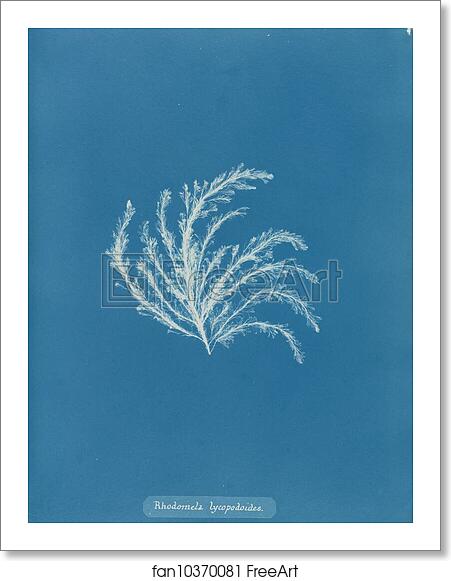 Free art print of Rhodomela lycopodioides by Anna Atkins