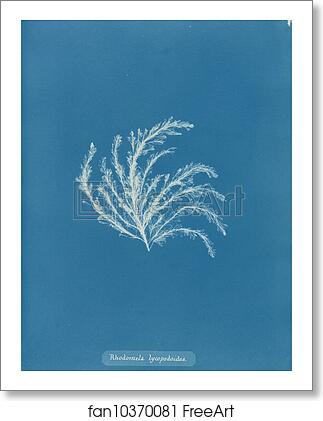 Free art print of Rhodomela lycopodioides by Anna Atkins Free art print of Rhodomela lycopodioides by Anna Atkins