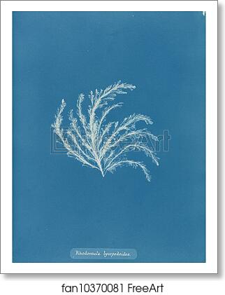 Free art print of Rhodomela lycopodioides by Anna Atkins Free art print of Rhodomela lycopodioides by Anna Atkins