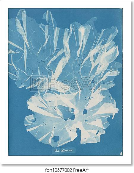 Free art print of Ulva latissima by Anna Atkins Free art print of Ulva latissima by Anna Atkins