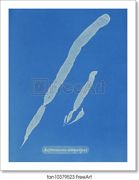 Free art print of Asperococcus compressus by Anna Atkins