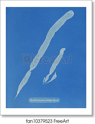 Free art print of Asperococcus compressus by Anna Atkins Free art print of Asperococcus compressus by Anna Atkins