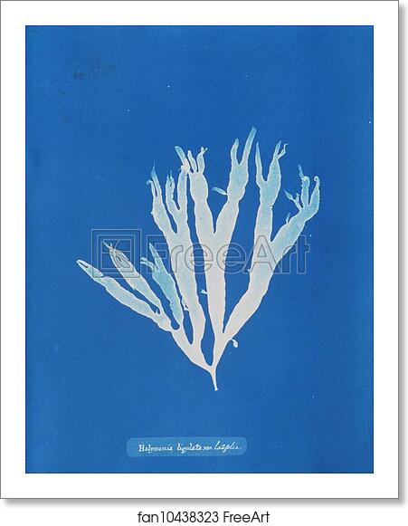 Free art print of Halymenia ligulata var. latifolia by Anna Atkins Free art print of Halymenia ligulata var. latifolia by Anna Atkins