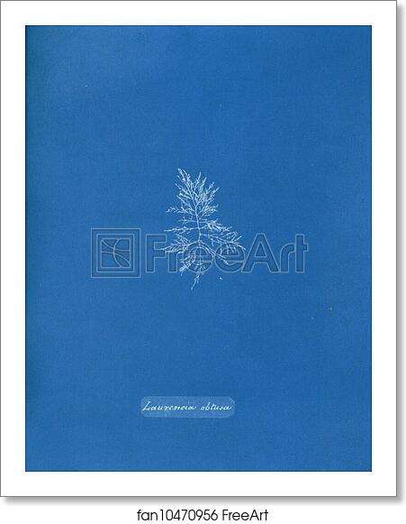 Free art print of Laurencia obtusa by Anna Atkins
