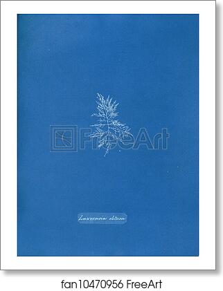 Free art print of Laurencia obtusa by Anna Atkins Free art print of Laurencia obtusa by Anna Atkins