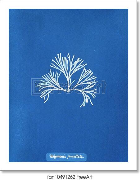 Free art print of Halymenia furcellata by Anna Atkins