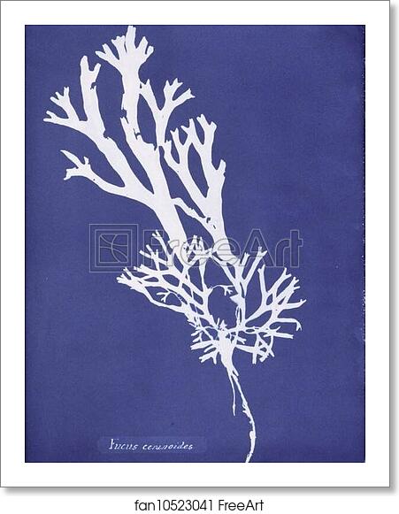 Free art print of Fucus ceranoides by Anna Atkins