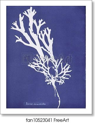Free art print of Fucus ceranoides by Anna Atkins Free art print of Fucus ceranoides by Anna Atkins