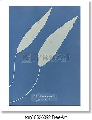 Free art print of Achrosticum simplex, Jamaica by Anna Atkins Free art print of Achrosticum simplex, Jamaica by Anna Atkins