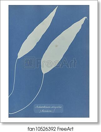 Free art print of Achrosticum simplex, Jamaica by Anna Atkins Free art print of Achrosticum simplex, Jamaica by Anna Atkins