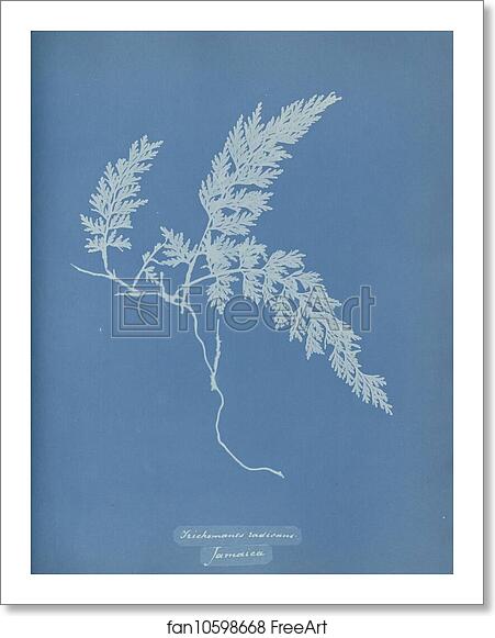 Free art print of Trichomanes radicans, Jamaica by Anna Atkins Free art print of Trichomanes radicans, Jamaica by Anna Atkins