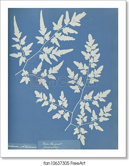 Free art print of Aspidium obtusium by Anna Atkins Free art print of Aspidium obtusium by Anna Atkins