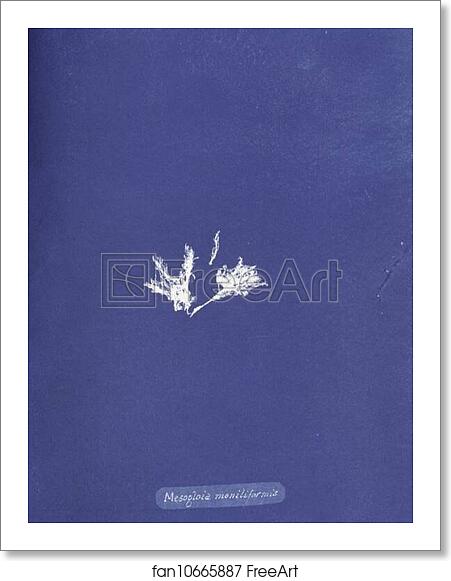 Free art print of Mesogloia moniliformis by Anna Atkins