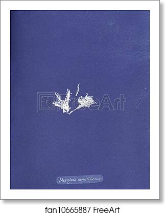 Free art print of Mesogloia moniliformis by Anna Atkins Free art print of Mesogloia moniliformis by Anna Atkins