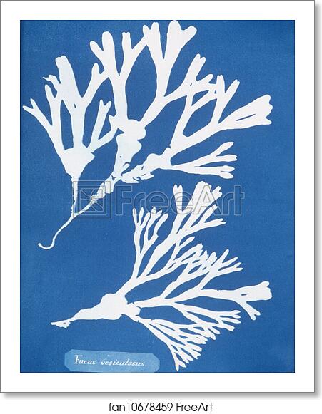 Free art print of Fucus vesiculosus by Anna Atkins Free art print of Fucus vesiculosus by Anna Atkins
