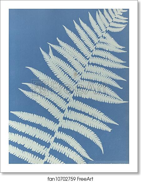 Free art print of Lastrea oreopteris by Anna Atkins Free art print of Lastrea oreopteris by Anna Atkins