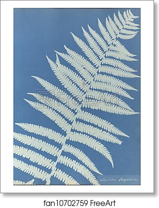 Free art print of Lastrea oreopteris by Anna Atkins Free art print of Lastrea oreopteris by Anna Atkins