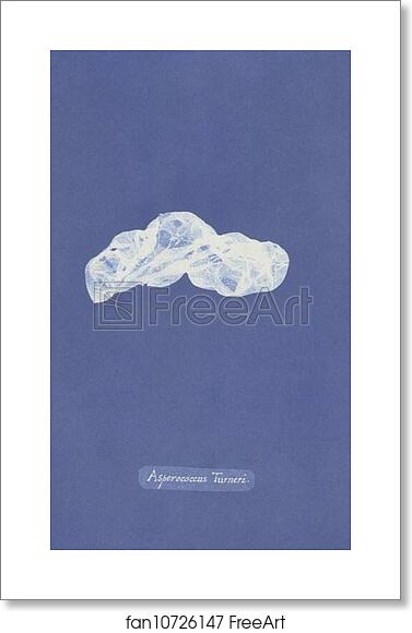 Free art print of Asperococcus Turneri by Anna Atkins