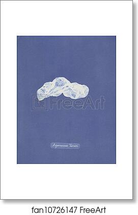 Free art print of Asperococcus Turneri by Anna Atkins Free art print of Asperococcus Turneri by Anna Atkins