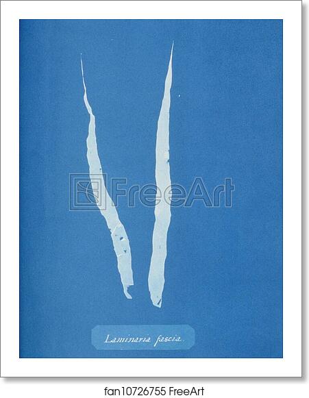 Free art print of Laminaria fascia by Anna Atkins