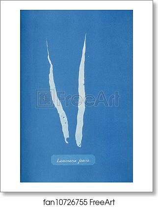 Free art print of Laminaria fascia by Anna Atkins Free art print of Laminaria fascia by Anna Atkins