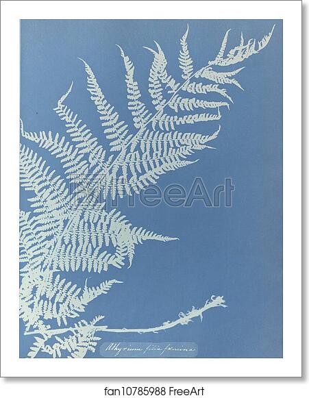 Free art print of Athyrium filix femina by Anna Atkins