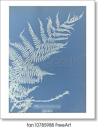 Free art print of Athyrium filix femina by Anna Atkins Free art print of Athyrium filix femina by Anna Atkins
