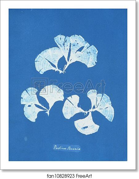 Free art print of Padina Pavonia by Anna Atkins