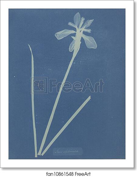 Free art print of Iris Sibirica by Anna Atkins