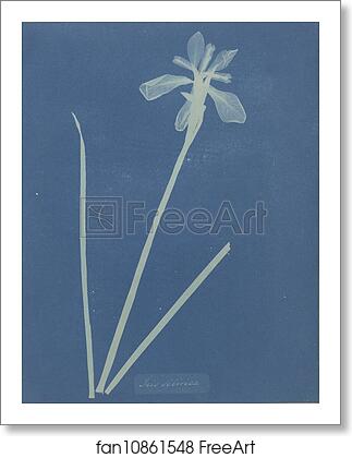 Free art print of Iris Sibirica by Anna Atkins Free art print of Iris Sibirica by Anna Atkins