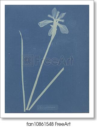 Free art print of Iris Sibirica by Anna Atkins Free art print of Iris Sibirica by Anna Atkins