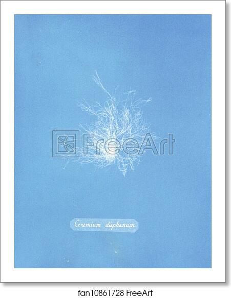 Free art print of Ceramium diaphanum by Anna Atkins