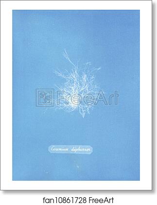 Free art print of Ceramium diaphanum by Anna Atkins Free art print of Ceramium diaphanum by Anna Atkins